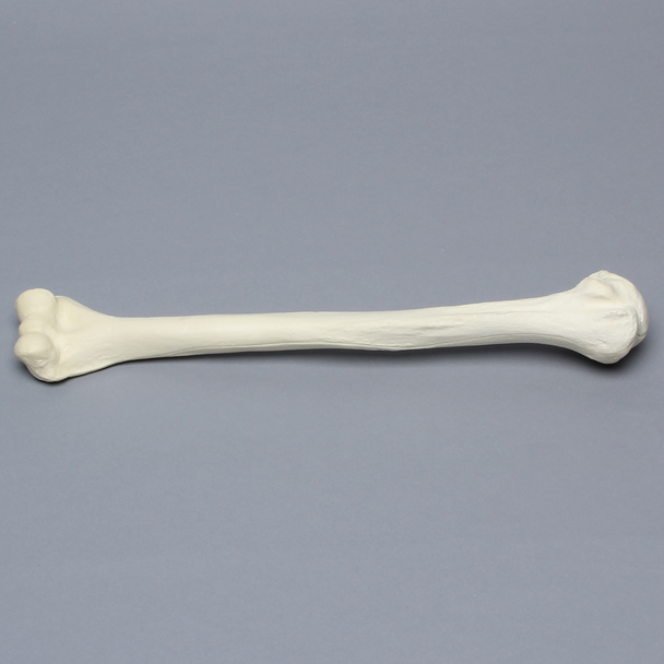 Humerus, Osteoporotic, Foam Cortical