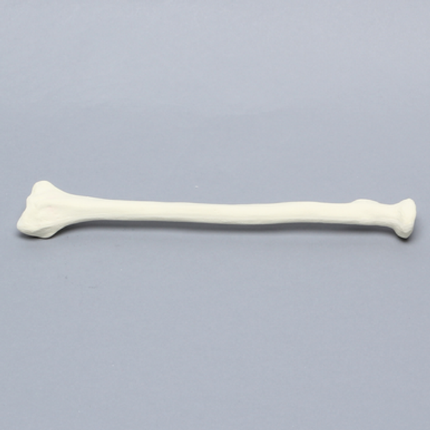 Radius, 5.5mm Canal, Foam Cortical Shell, Right