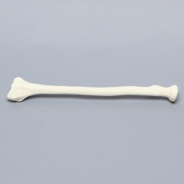 Radius, 5.5mm Canal, Foam Cortical Shell, Right
