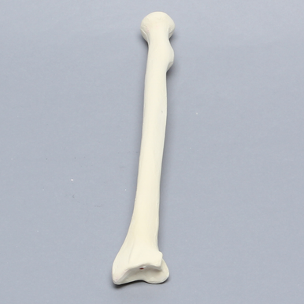 Radius, 5.5mm Canal, Foam Cortical, Left