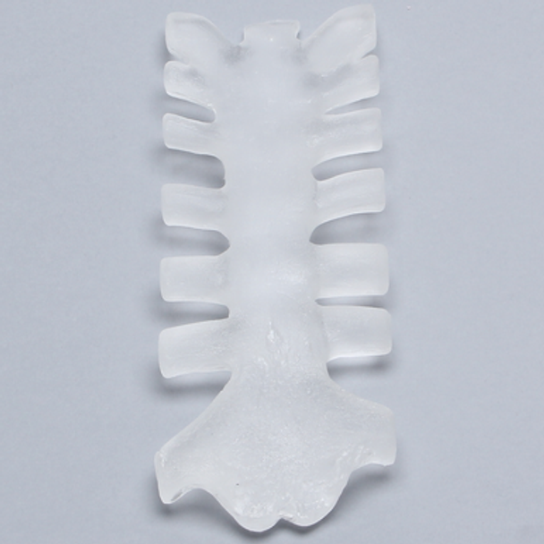 Sternum, Solid Clear Plastic