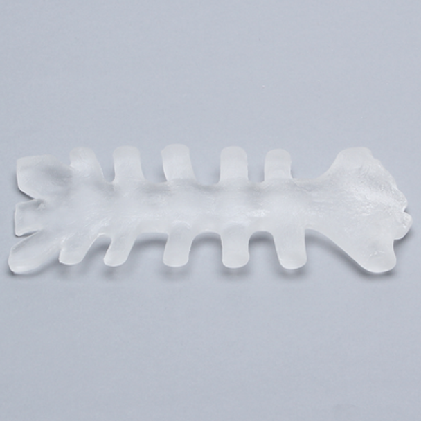Sternum, Solid Clear Plastic