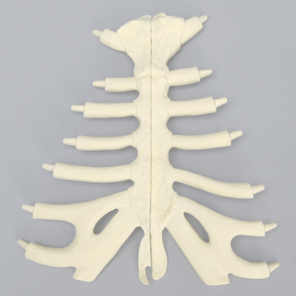 Sternum, Split Set, Solid Foam