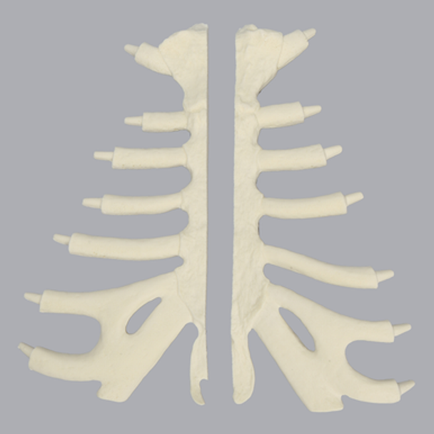 Sternum, Split Set, Solid Foam