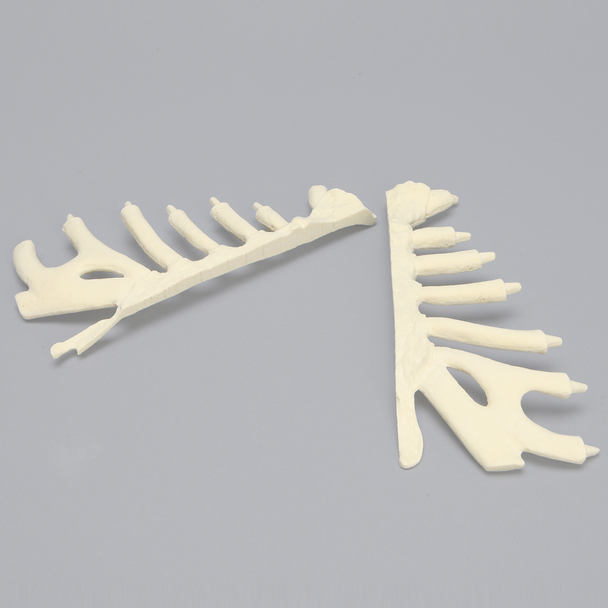 Sternum, Split Set, Solid Foam