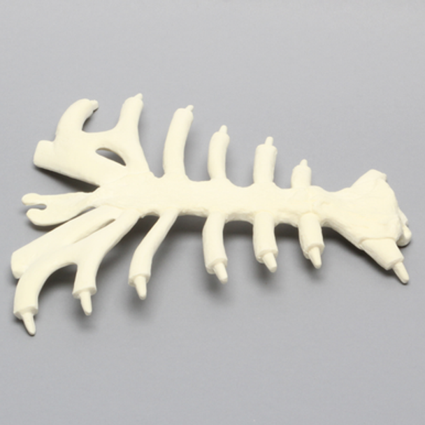 Sternum with Cartilage, Solid Foam