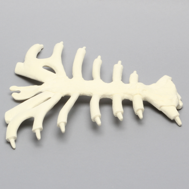 Sternum with Cartilage, Solid Foam