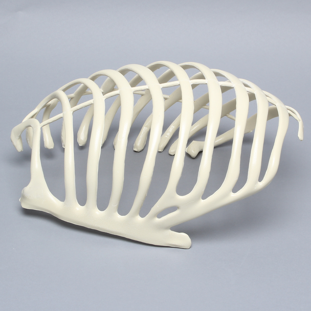 Partial Rib Cage, Solid Foam, Left