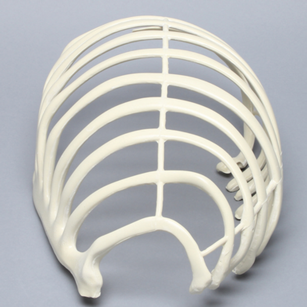 Partial Rib Cage, Solid Foam, Right
