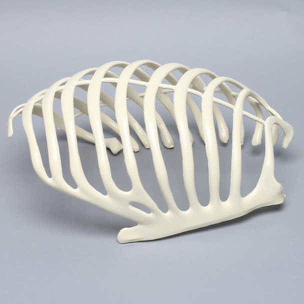 Partial Rib Cage, Solid Foam, Right