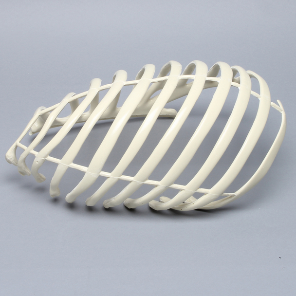 Partial Rib Cage, Solid Foam, Right