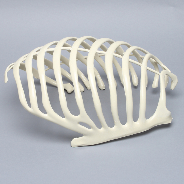 Partial Rib Cage, Solid Foam, Right