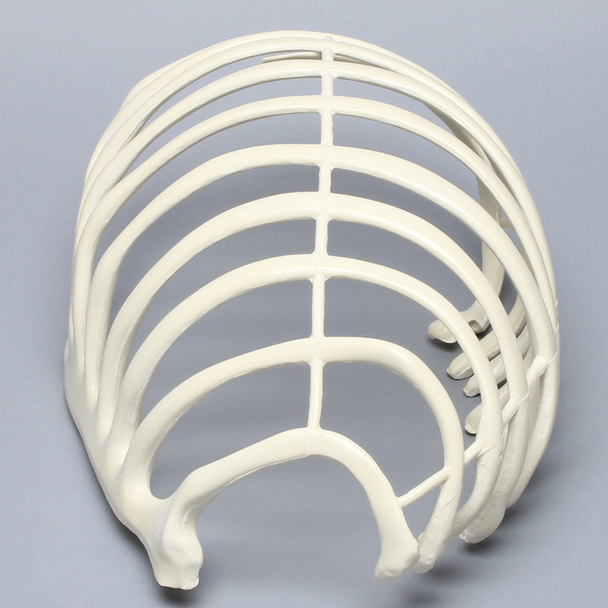 Partial Rib Cage, Solid Foam, Right