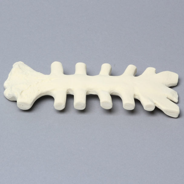 Sternum with Cartilage, 20 PCF, Solid Foam
