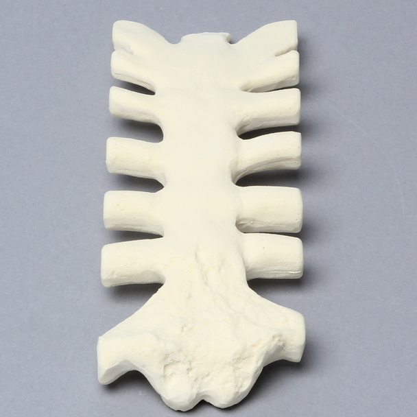 Sternum with Cartilage, 20 PCF, Solid Foam