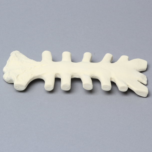 Sternum with Cartilage, 20 PCF, Solid Foam