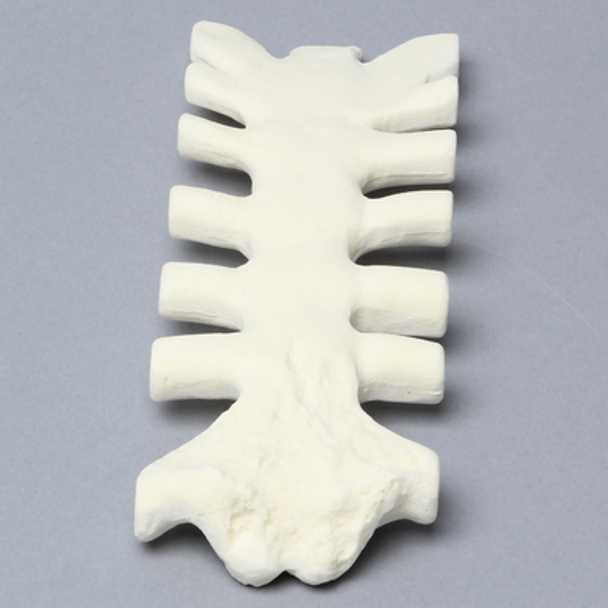 Sternum with Cartilage, 10 PCF, Solid Foam