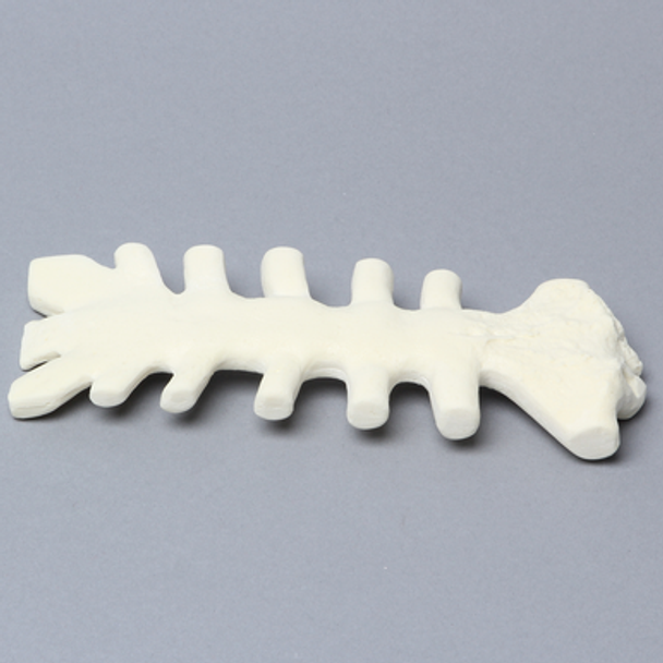 Sternum with Cartilage, 10 PCF, Solid Foam