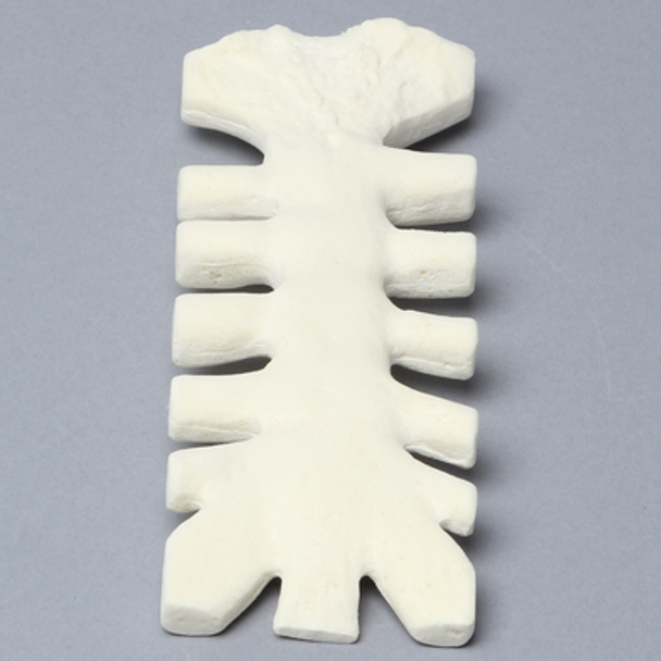Sternum with Cartilage, 10 PCF, Solid Foam