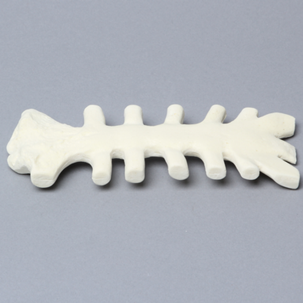 Sternum with Cartilage, 10 PCF, Solid Foam