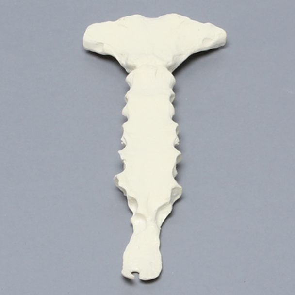 Sternum with Xiphoid Process, Solid Foam