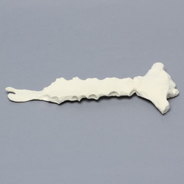 Sternum with Xiphoid Process, Solid Foam