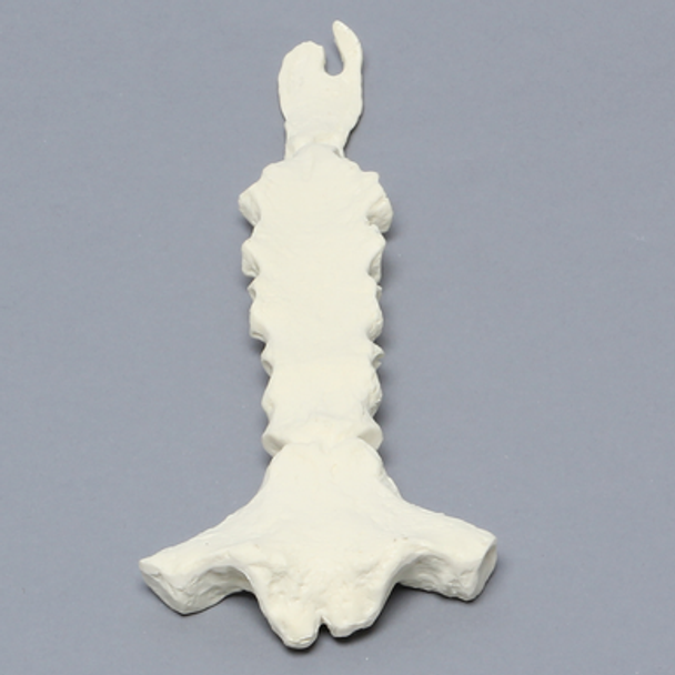 Sternum with Xiphoid Process, Solid Foam
