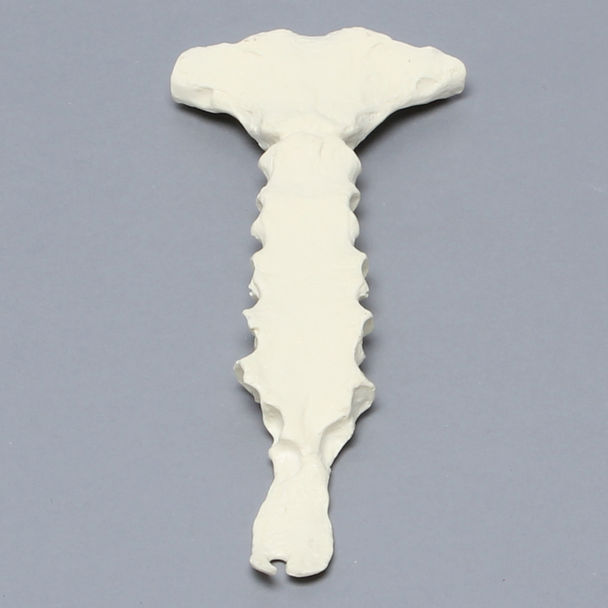 Sternum with Xiphoid Process, Solid Foam