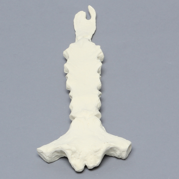 Sternum with Xiphoid Process, Solid Foam