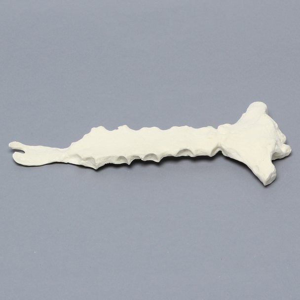 Sternum with Xiphoid Process, Solid Foam