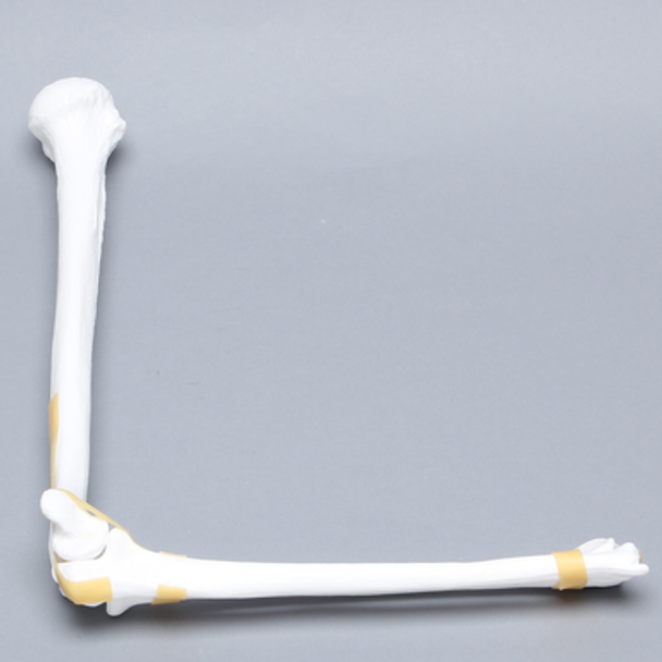 Elbow with Latex Ligament, Plastic Cortical Shell