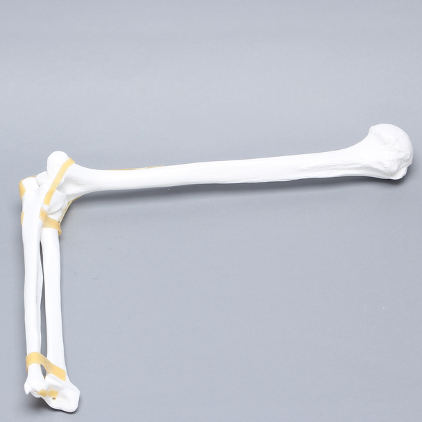 Elbow with Latex Ligament, Plastic Cortical Shell