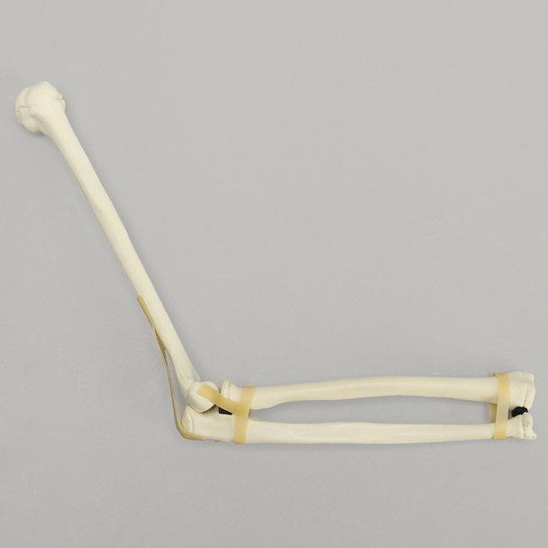 Elbow, Pediatric, Solid Foam