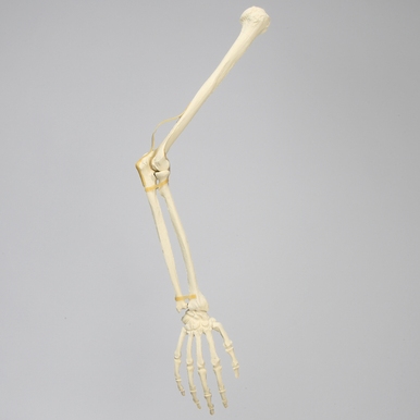 Arm, Solid Foam, Right