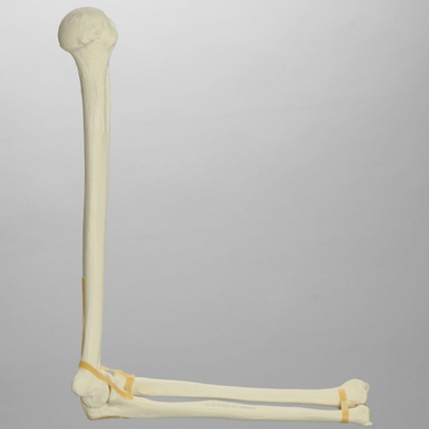 Elbow, Foam Cortical Shell, Left