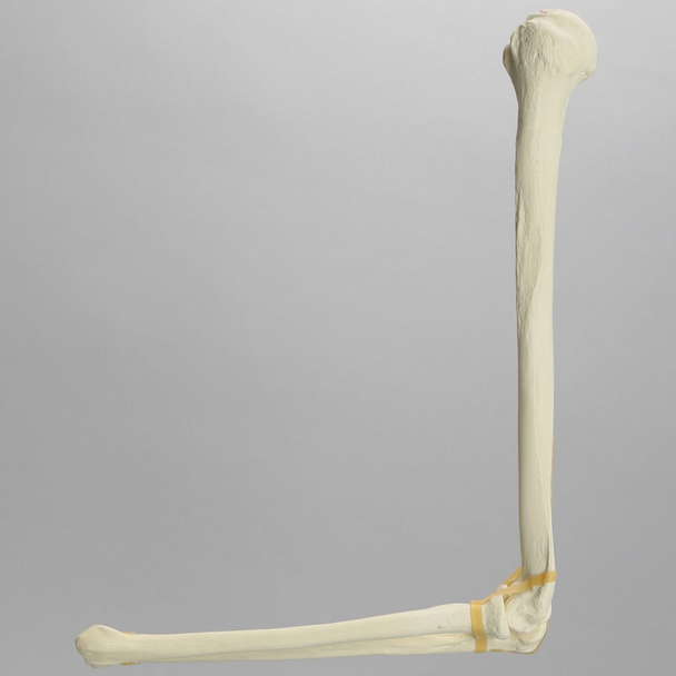 Elbow, Foam Cortical Shell, Left