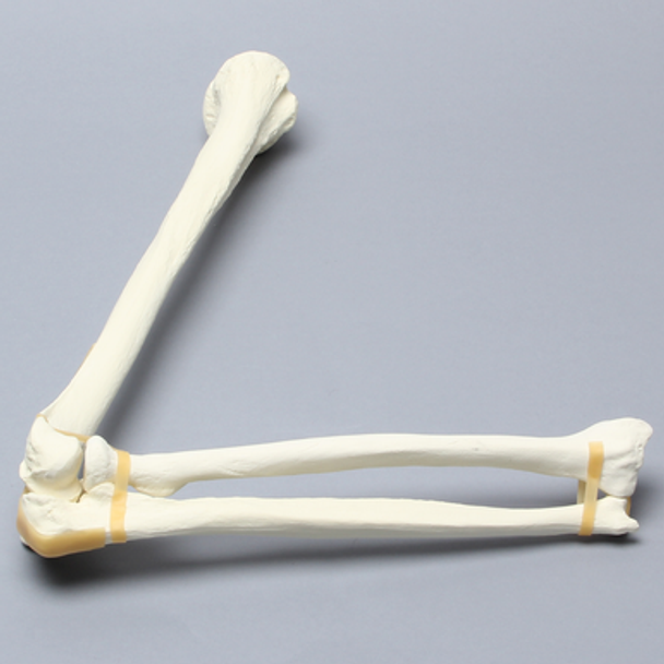 Elbow, Foam Cortical Shell, Right