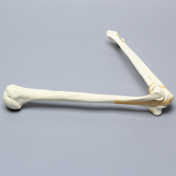 Elbow, Foam Cortical Shell, Right