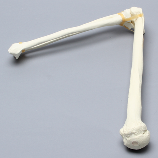 Elbow, Foam Cortical Shell, Right