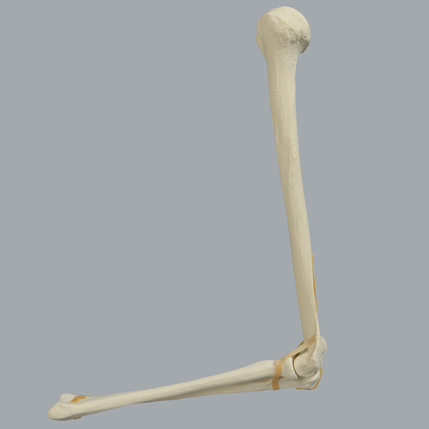 Elbow with Foam Cortical Humerus & Ulna, Solid Foam Radius
