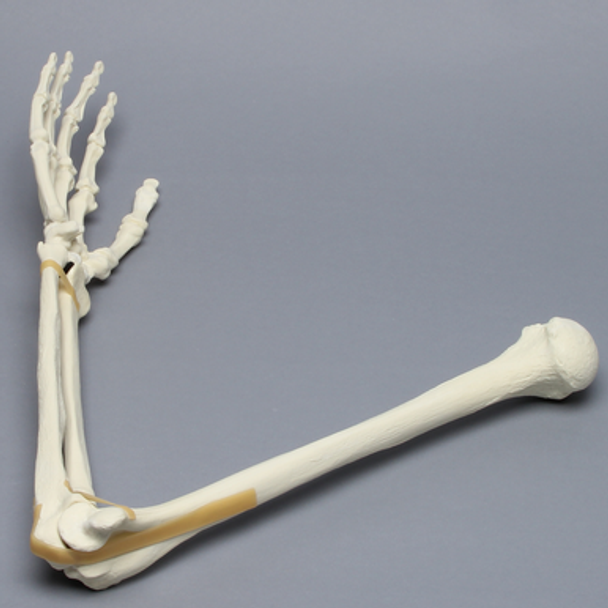 Arm, Foam Cortical Shell, Right