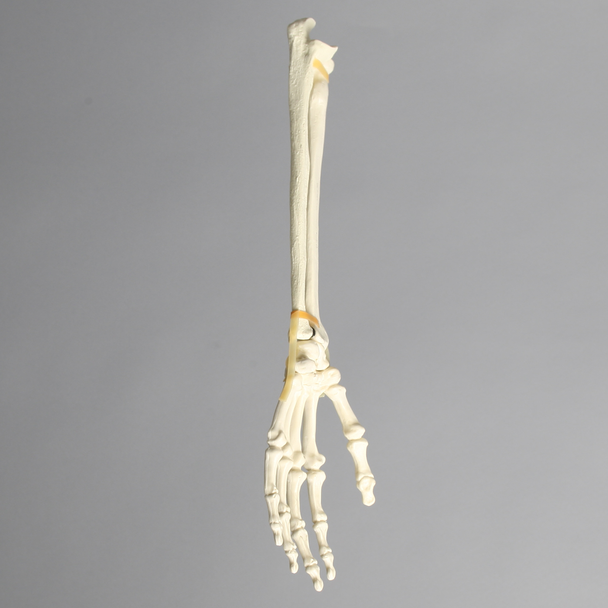Hand and Wrist with Moveable Carpals, Solid Foam