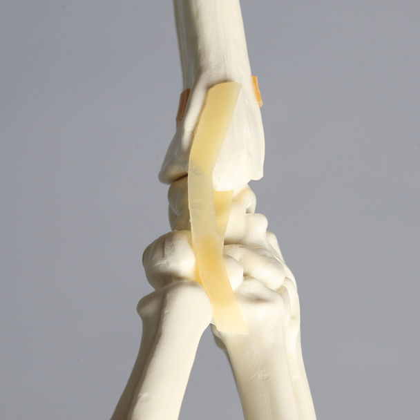 Hand and Wrist with Moveable Carpals, Solid Foam