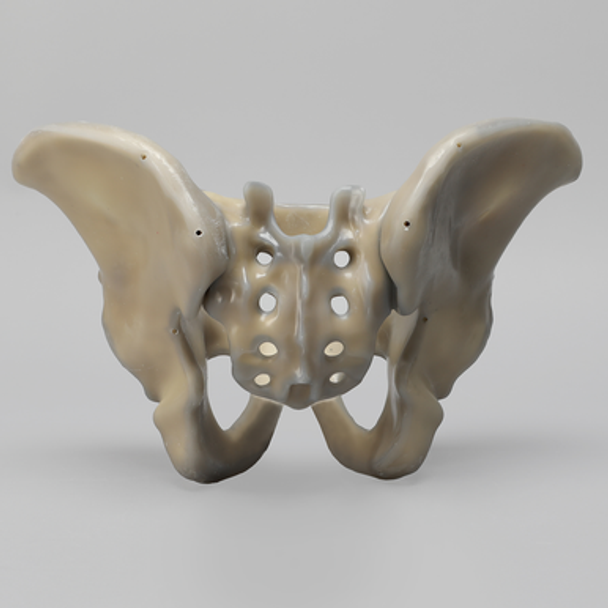 Full Male Pelvis, absolute™ 4th Gen., 17 PCF Solid Foam Core, Large