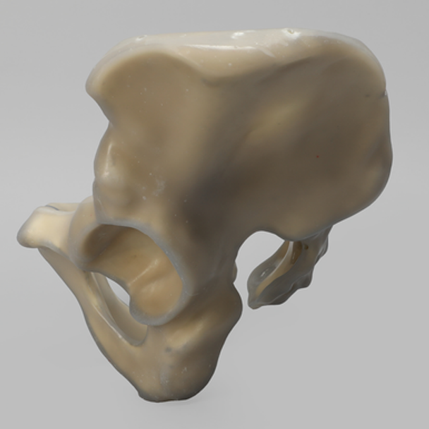 Full Male Pelvis, absolute™ 4th Gen., 17 PCF Solid Foam Core, Large