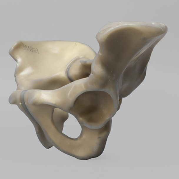 Full Male Pelvis, absolute™ 4th Gen., 17 PCF Solid Foam Core, Large