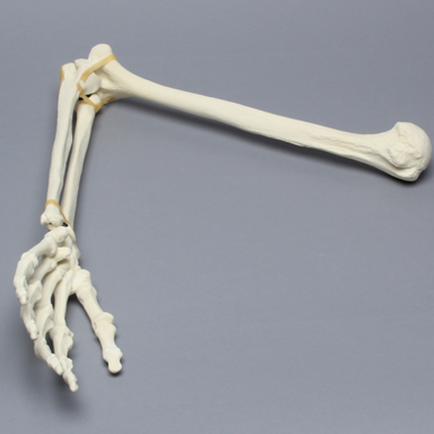 Arm, Foam Cortical Shell , Left