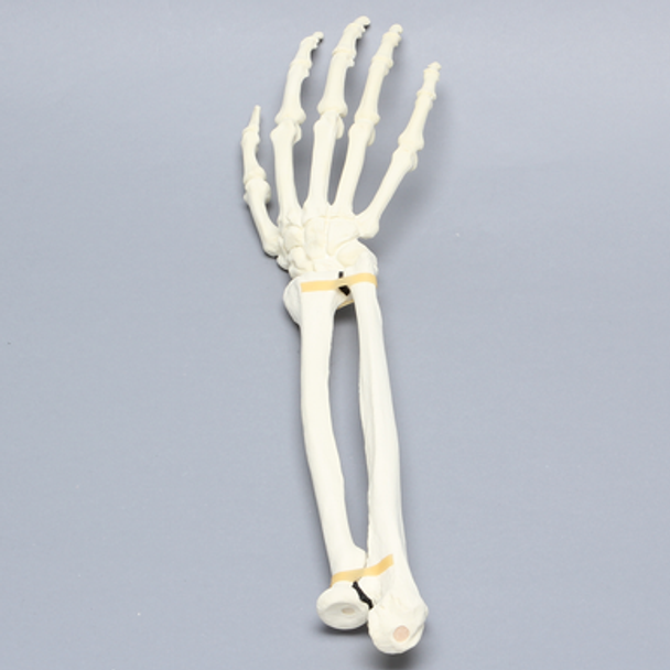 Hand and Wrist, Articulated, Solid Foam, Right
