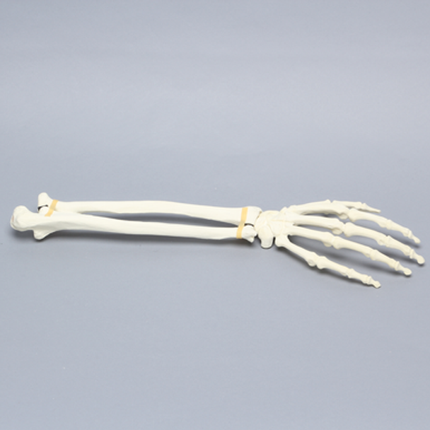 Hand and Wrist, Articulated, Solid Foam, Right
