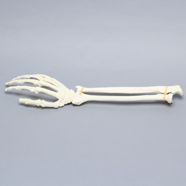Hand and Wrist, Articulated, Solid Foam, Right